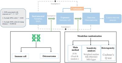 Circulating immune cells and risk of osteosarcoma: a Mendelian randomization analysis